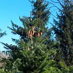 ホテル Der Schlossberghof Marzoll - Landidyll & Naturgarten - Vital-sportlich-gesund- バートライヘンハル